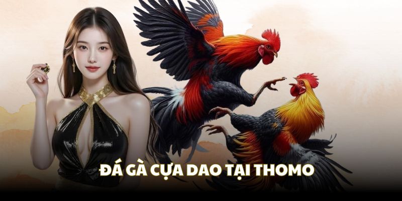 Đá gà Thomo là một trong các đơn vị duy nhất được tổ chức đá gà cựa dao