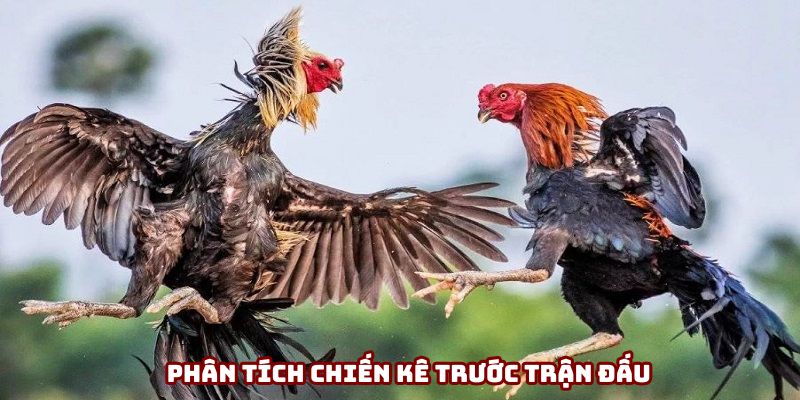 Phân tích sức mạnh chiến kê trước khi vào tiền